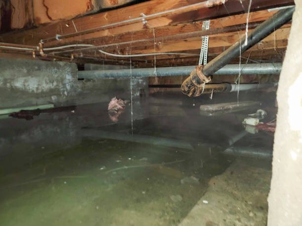 Best Sewage cleanup and water damage restoration  in Paloma Creek, TX